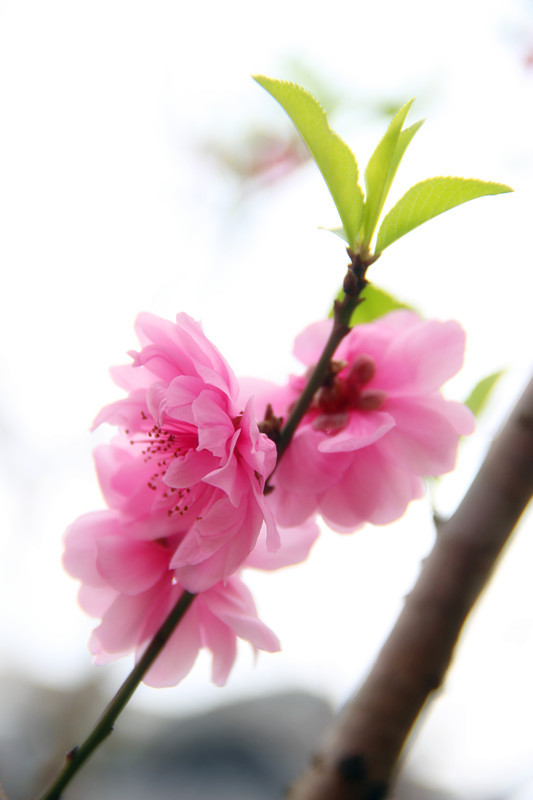 桃花运势建议