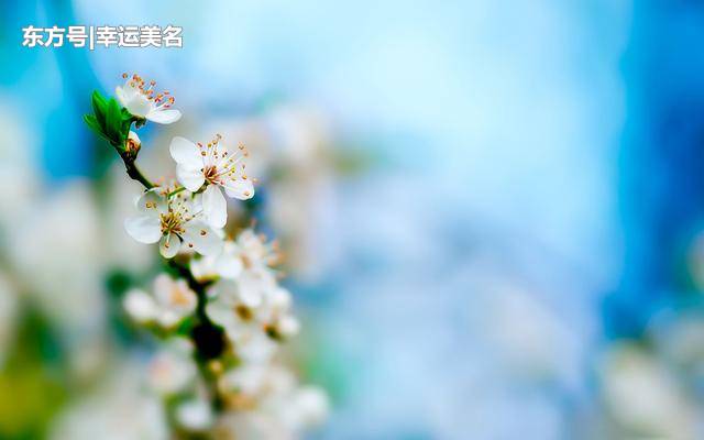 关于生肖牛9月桃花运势的信息