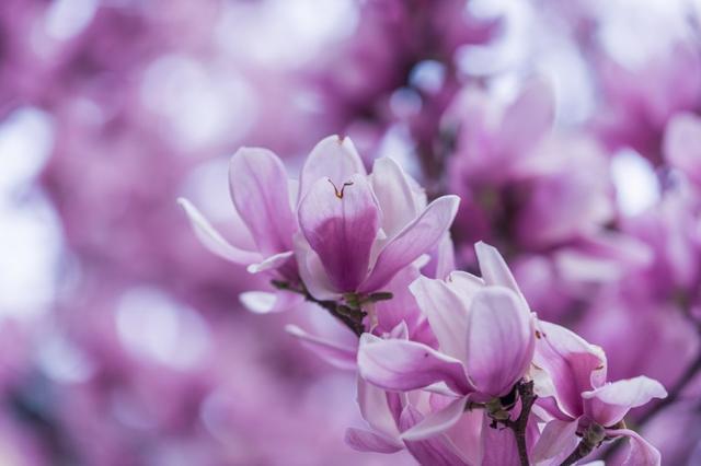 春节桃花运势极佳