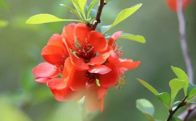 2021年属龙桃花运势