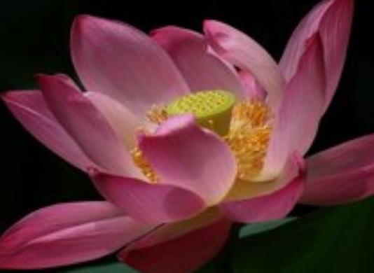 属兔白羊座桃花运势