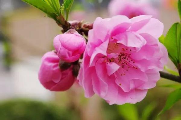 生辰八字测你一生桃花运
