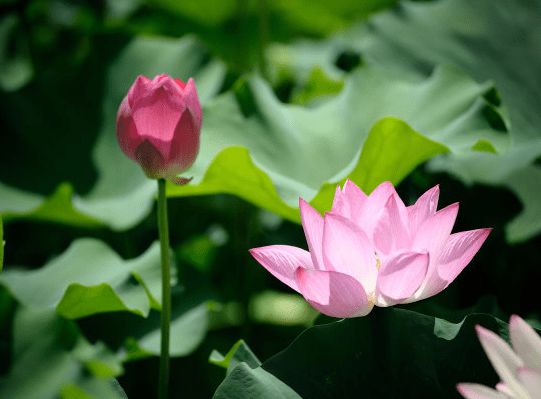 三生肖6月中桃花运势上涨