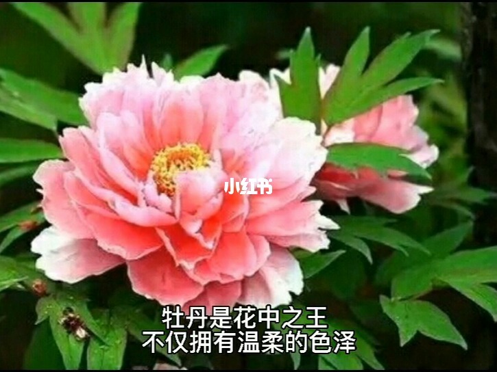 算命说桃花运不好