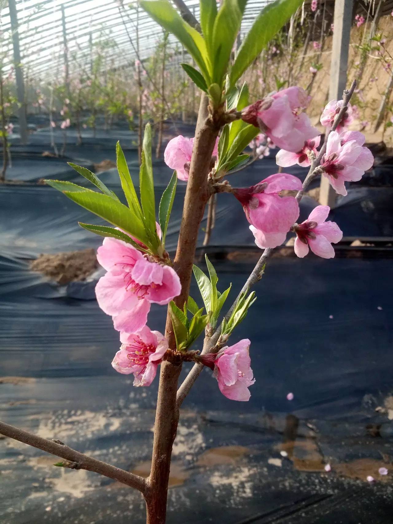 黑桃花运势