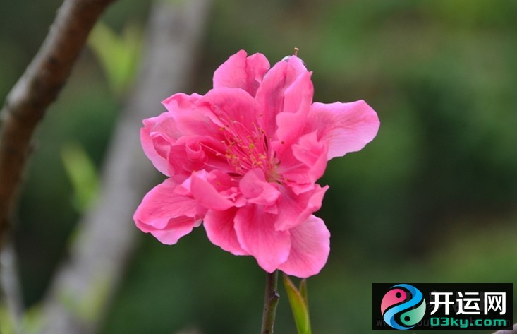 增添桃花运势