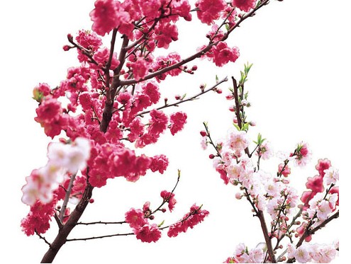 算命说桃花运怎么说