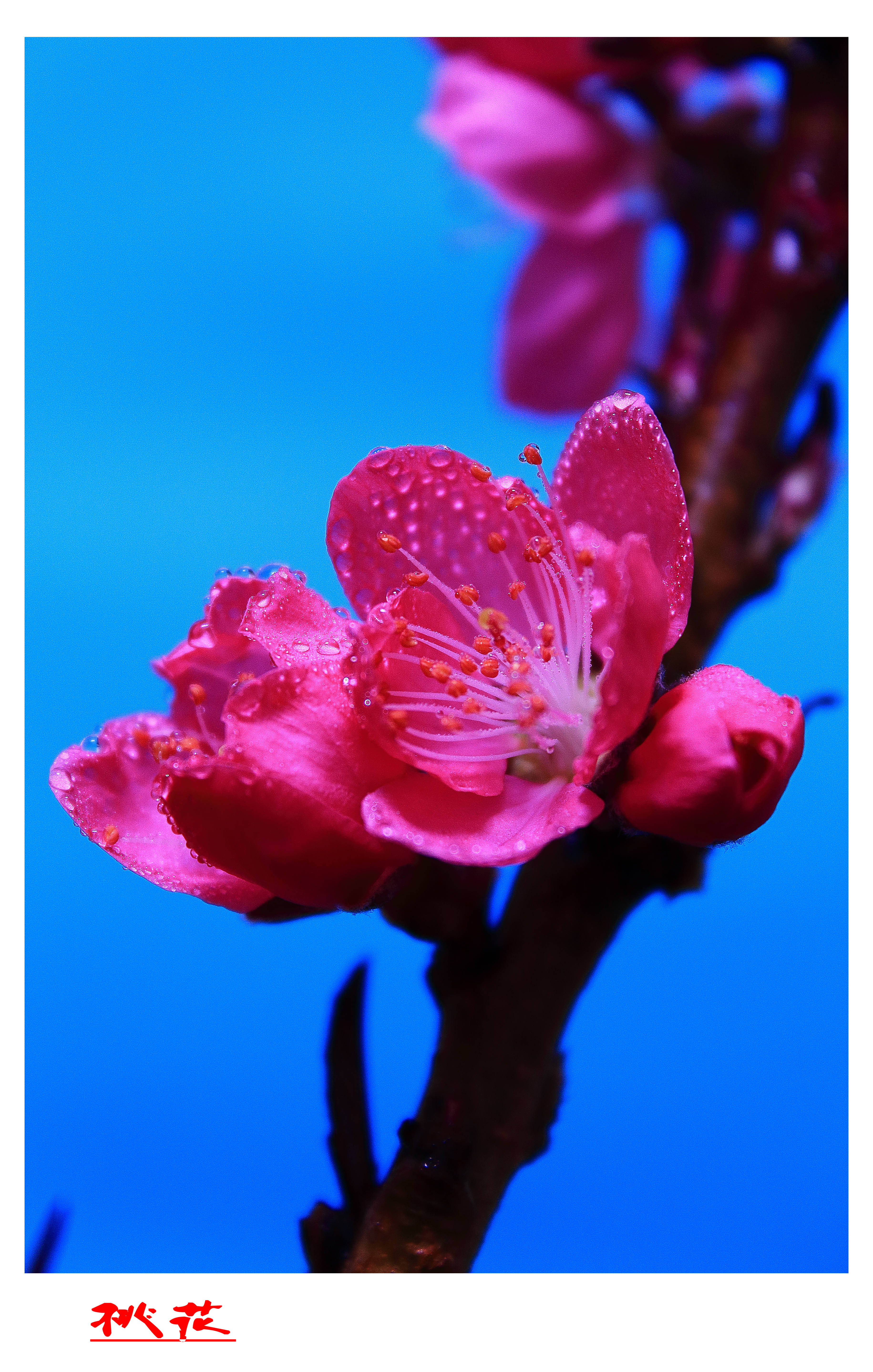 桃花运势特别旺