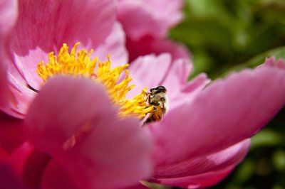 属兔的人6月份桃花运势