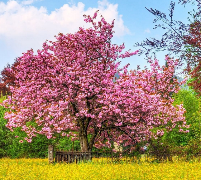 包含4星座桃花运势渐渐回温的词条