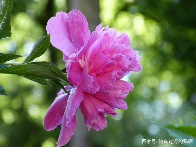 11月中旬桃花运势大爆发