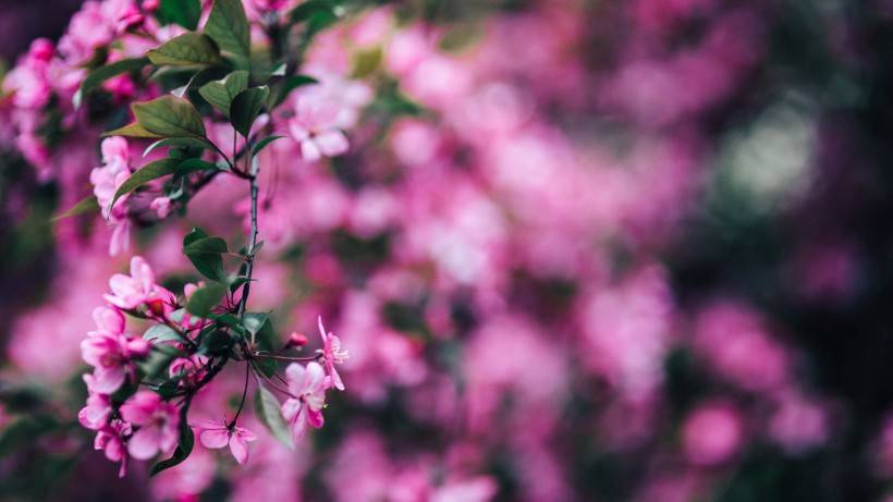 黑桃花运势