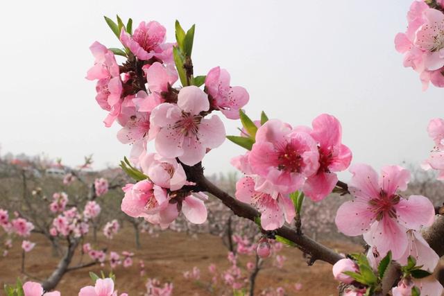 周易桃花运什么意思