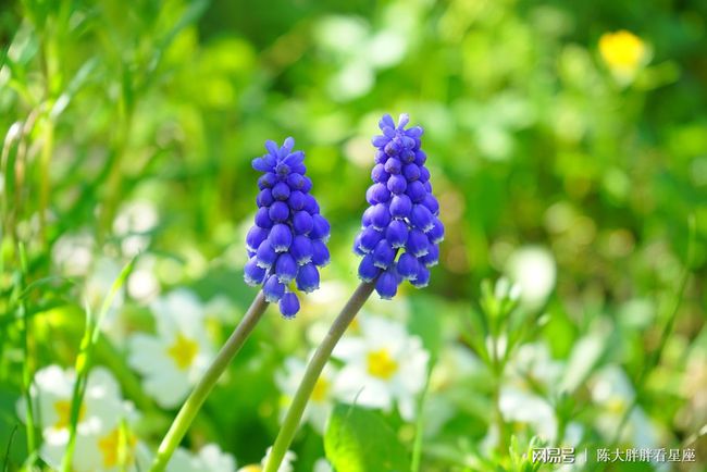 水瓶座明年运势2021桃花运
