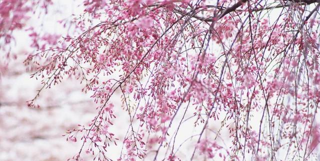 桃花运抽签占卜