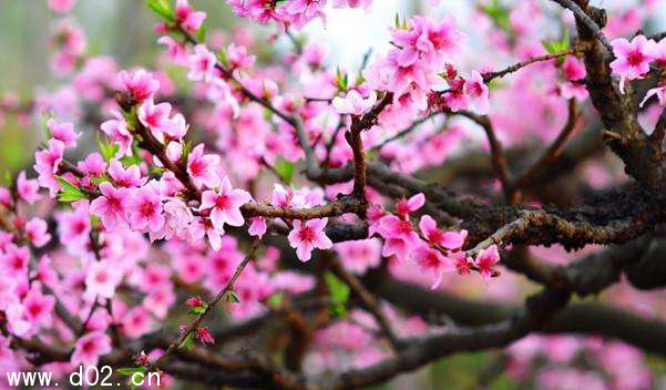 八字行桃花运
