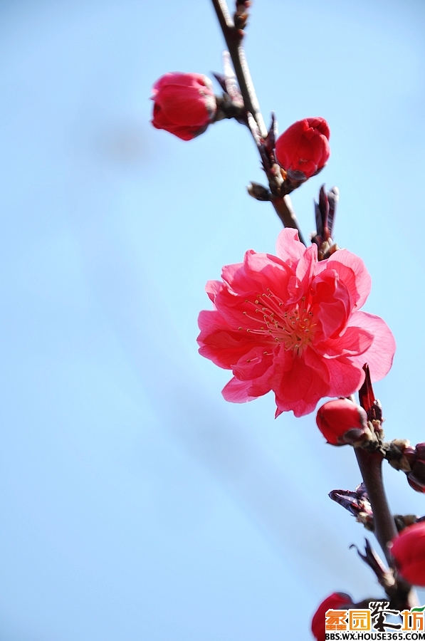 男人犯桃花运势