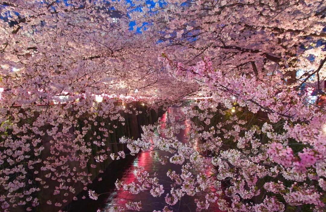 百度今年的桃花运势如何