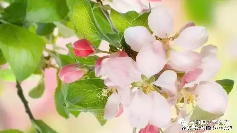 八字 桃花运