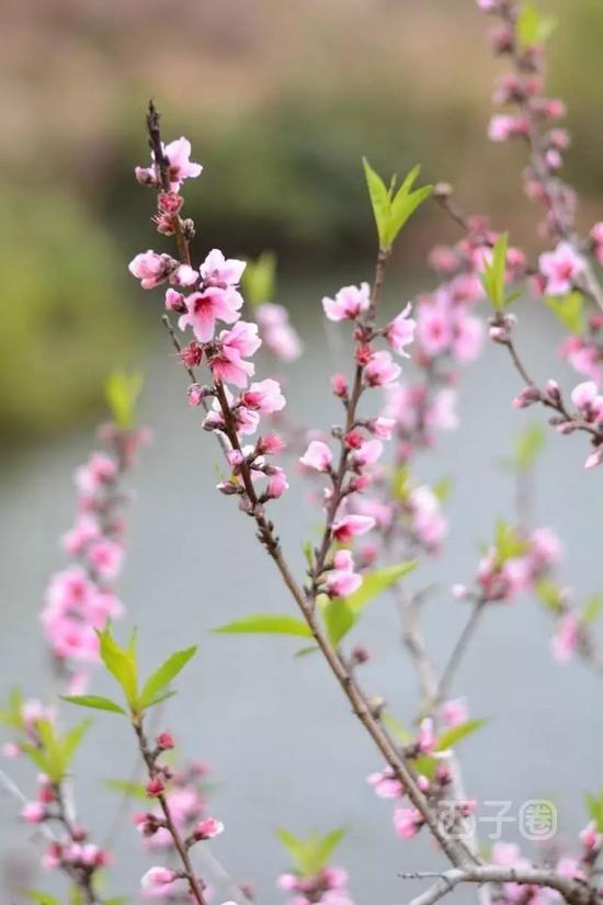 桃花运势不错是什么意思