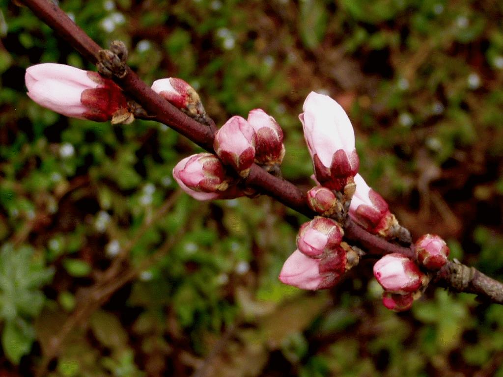 易经批桃花运