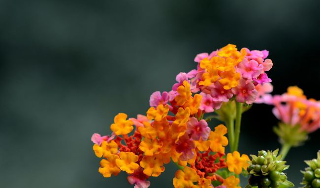 生肖牛五月桃花运势