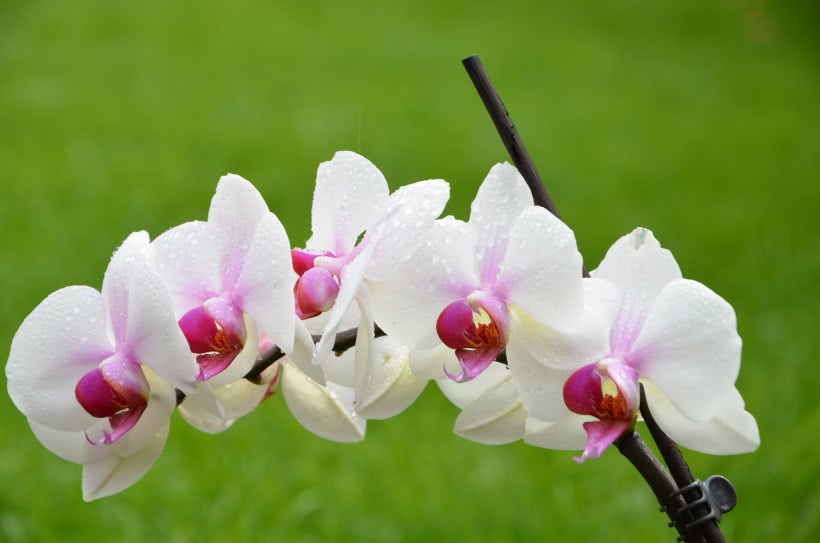 桃花运势2016