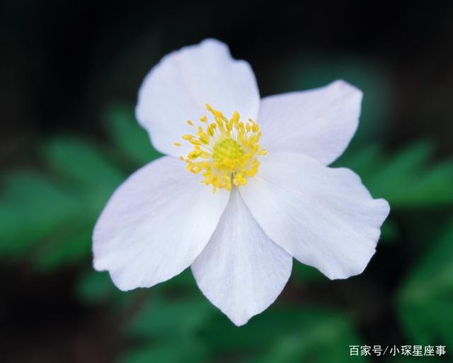 3月12生肖桃花运势