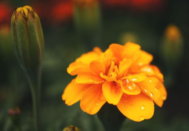 12生肖六月桃花运势播报