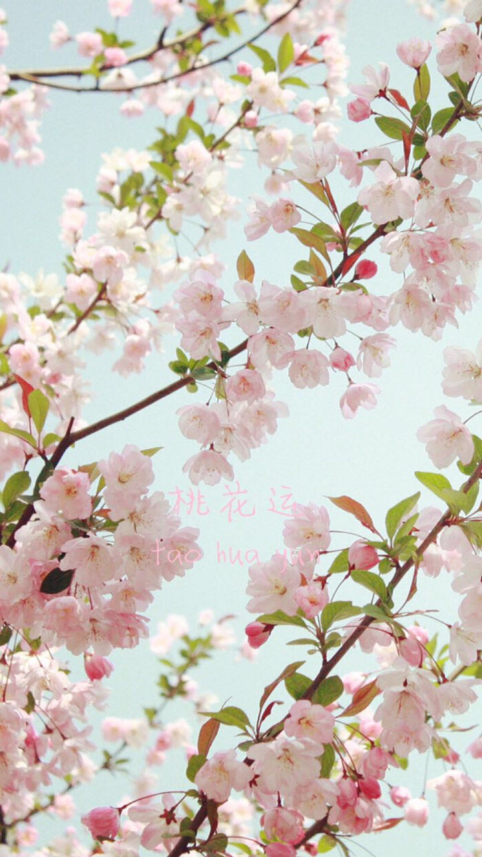 11月桃花运势大公开