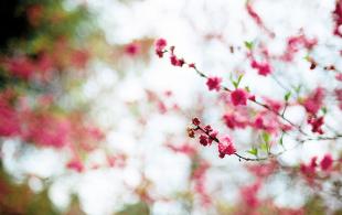 八字本月桃花运