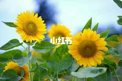 桃花运势极好的3大生肖