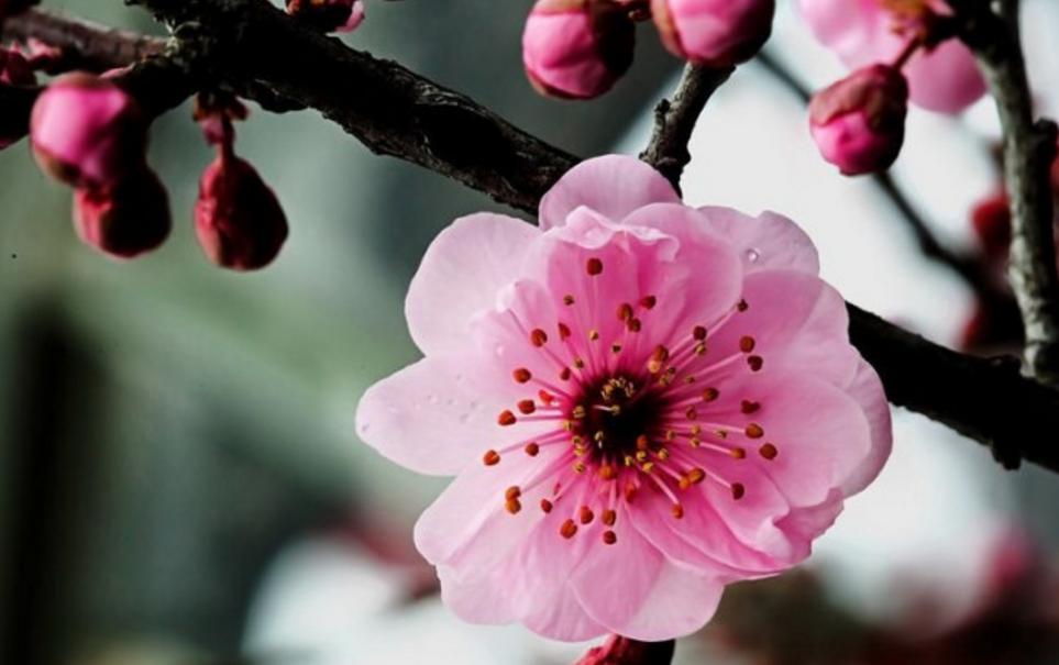2013蛇年属蛇正月桃花运势