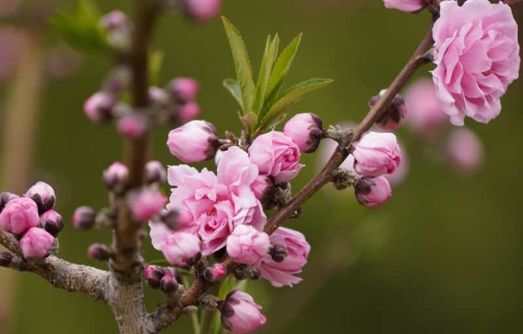 庚子年桃花运的八字