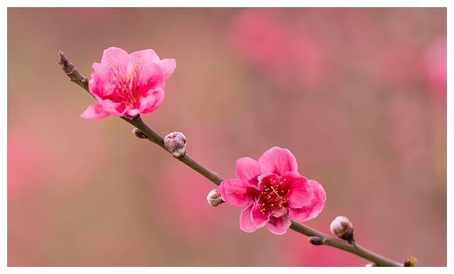 11月桃花运势大公开