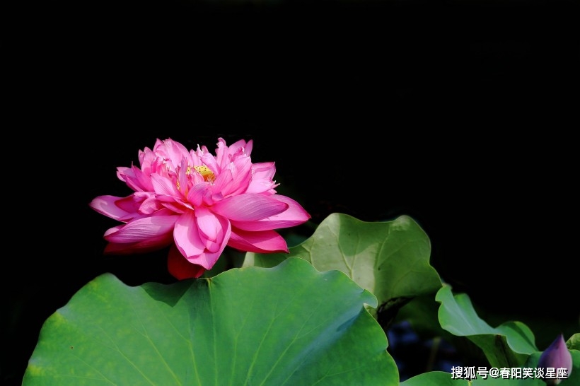 熬到月底4生肖桃花运势极佳