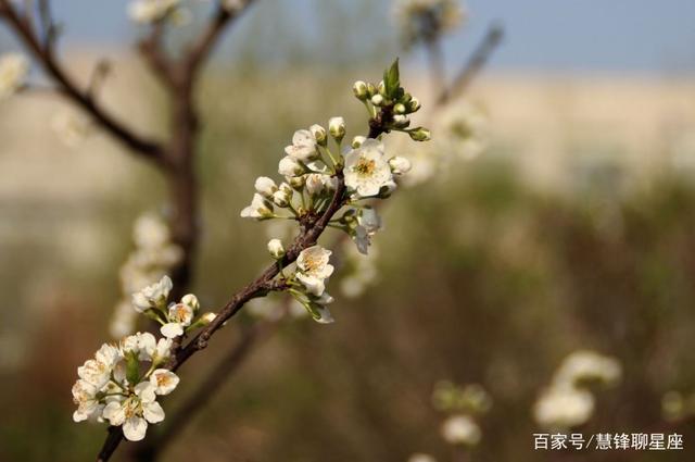 怎么看自己的桃花运势