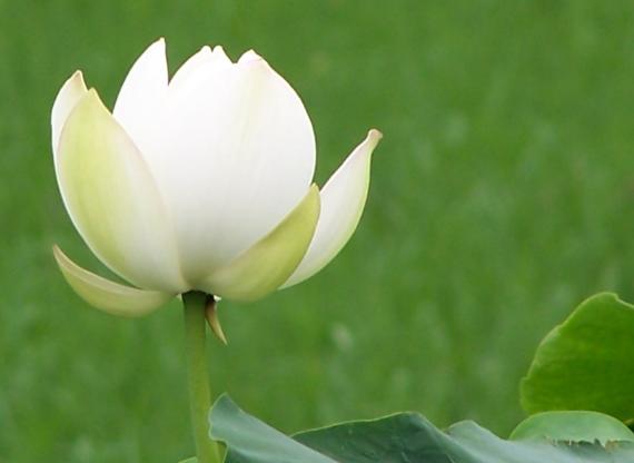 桃花运势如虹