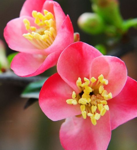 桃花运势如虹