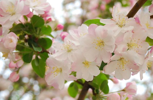 4大生肖桃花运势极佳