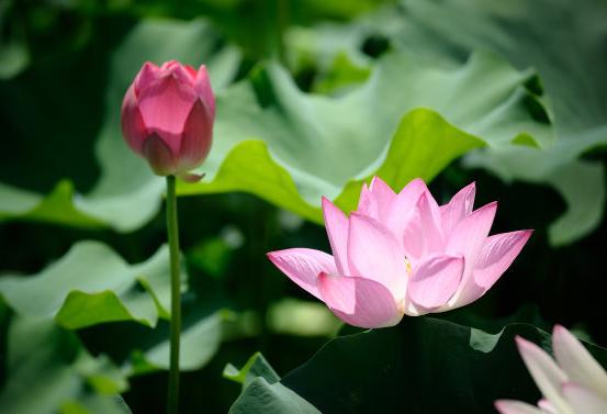 10月十二生肖桃花运势如何