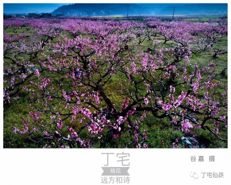 桃花运势来袭