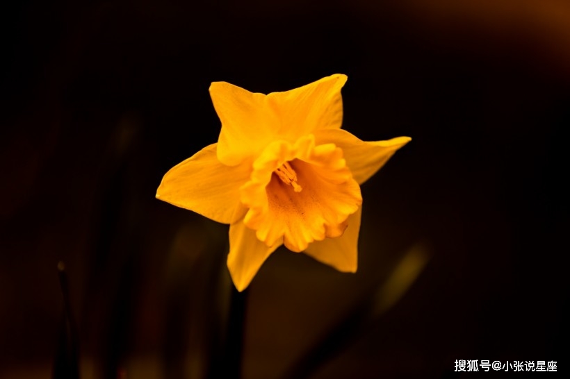 11月初桃花运势大剖析