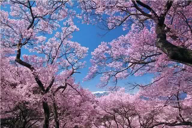 什么是八字带桃花运