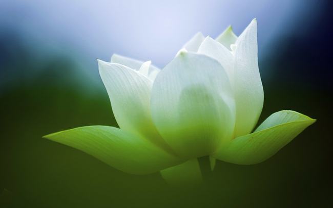 桃花运是什么运势