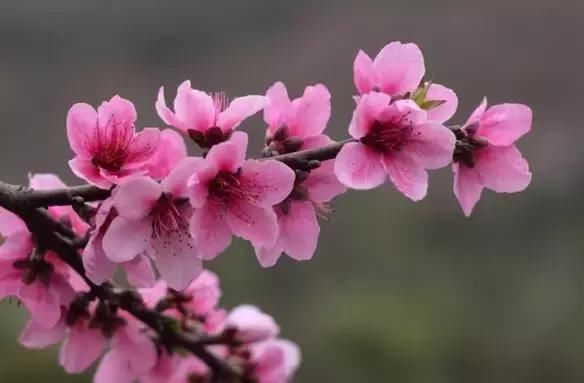 八字看什么时候有桃花运