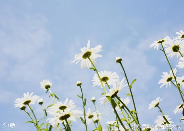 75年桃花运势