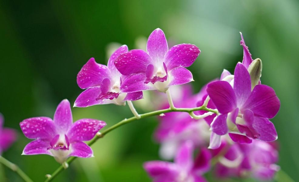生肖兔6月份桃花运势