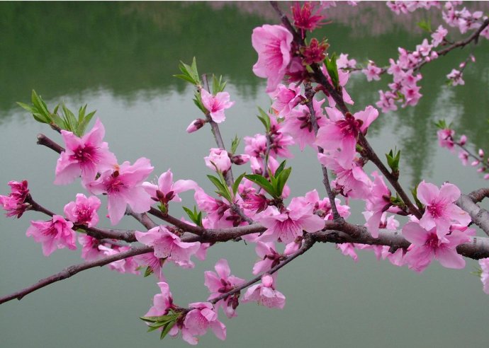 八字什么季节桃花运好