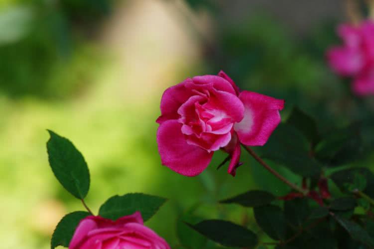 2月运势桃花运